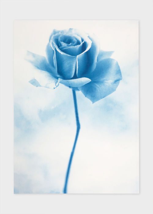 'Rose, white' 2023 Cyanotype Print by Elisabeth Scheder-Bies