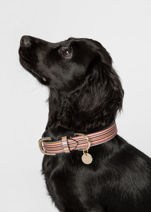 Signature Stripe Calf Leather Dog Collar by Paul Smith